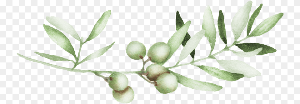 Olive, Leaf, Plant, Tree, Annonaceae Png Image