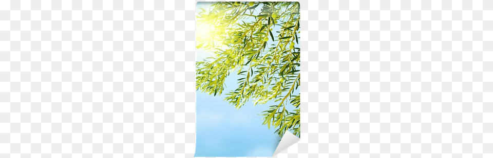 Olive, Tree, Plant, Sunlight, Sky Png