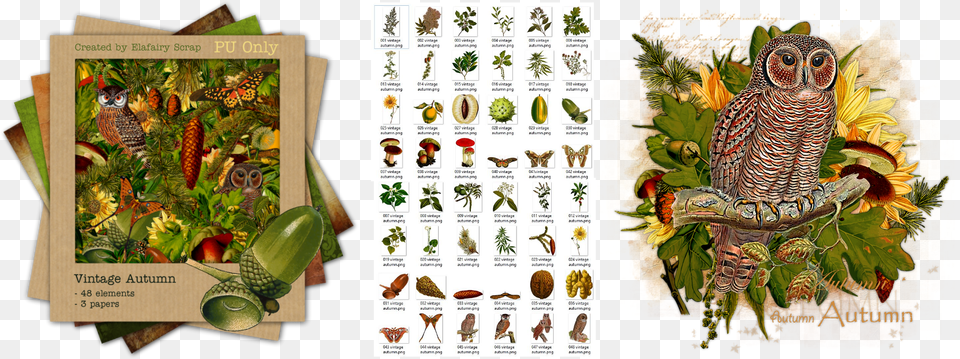 Olive, Animal, Bird, Plant, Vegetation Png