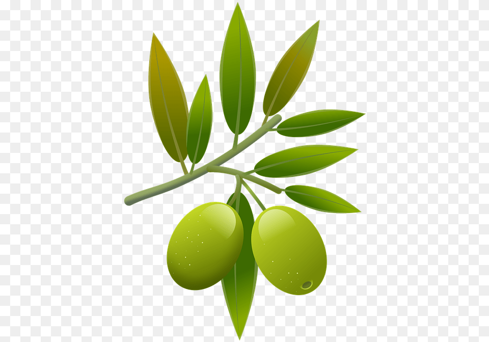 Olive, Plant, Leaf, Herbs, Herbal Free Transparent Png