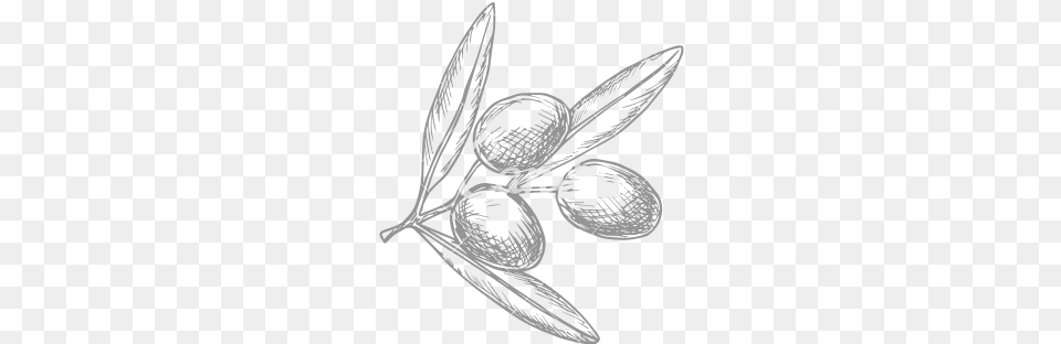 Olive At Getdrawings Com For Personal Olives Drawing, Art, Animal, Invertebrate, Insect Free Transparent Png