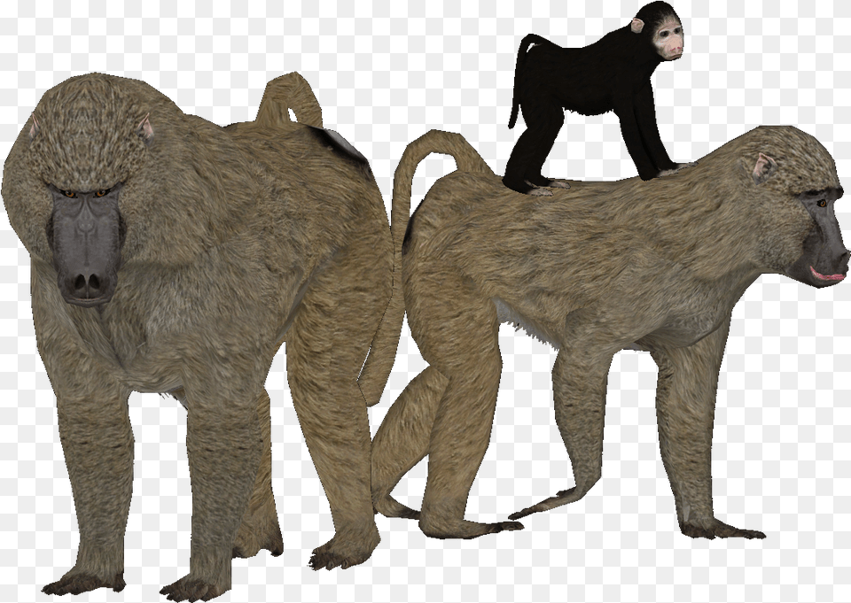 Olive Baboon, Animal, Mammal, Monkey, Wildlife Png