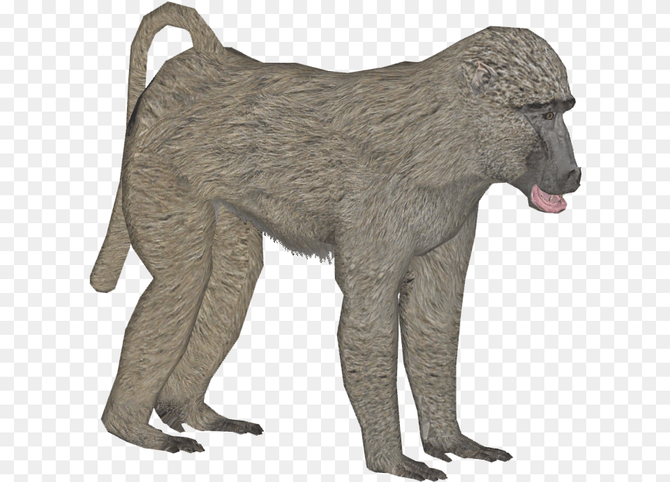 Olive Baboon F Baboon, Animal, Mammal, Monkey, Wildlife Png Image