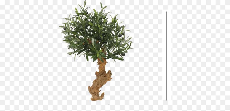 Olive Bonsai Tree 60cm Mexican Pinyon, Leaf, Plant, Potted Plant, Herbal Free Png Download