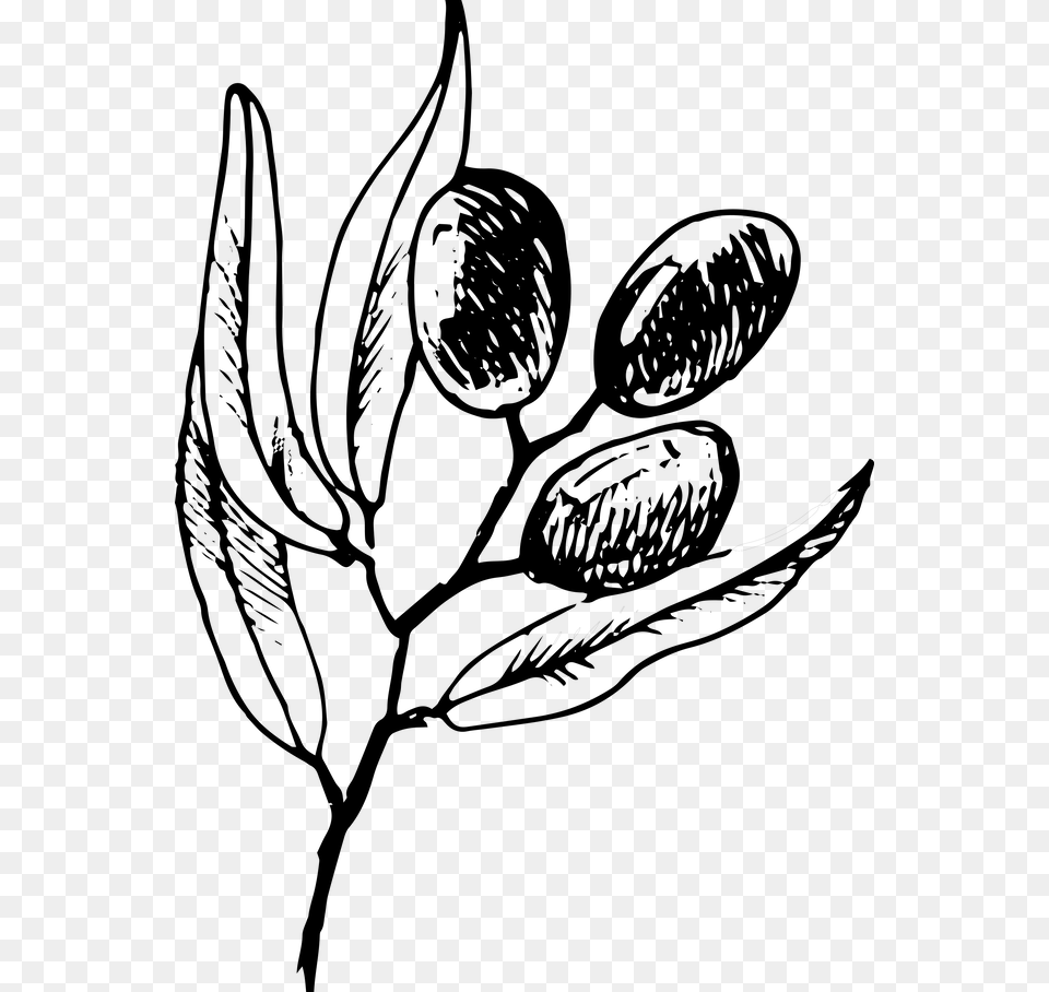 Olive Branch, Gray Free Transparent Png