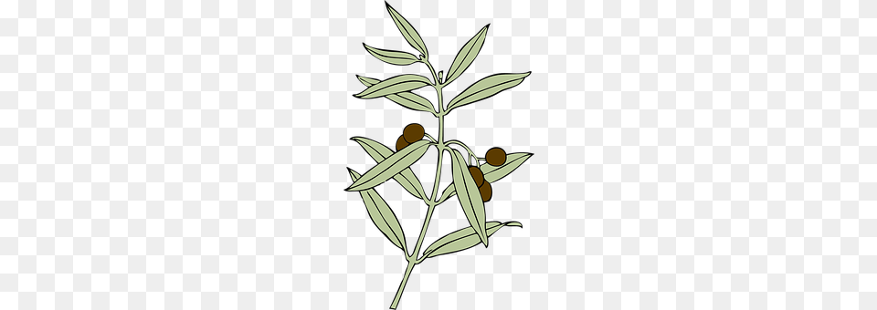 Olive Branch Leaf, Plant, Herbal, Herbs Free Png
