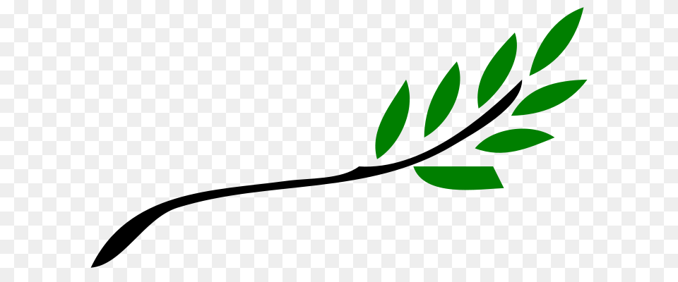 Olive Branch, Green, Herbal, Herbs, Leaf Png