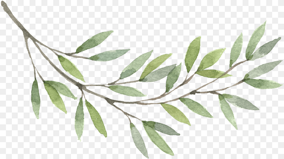 Olive Branch, Annonaceae, Leaf, Plant, Tree Png Image
