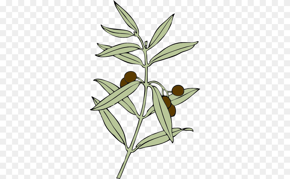 Olive Branch Clip Art, Herbs, Herbal, Plant, Leaf Png Image