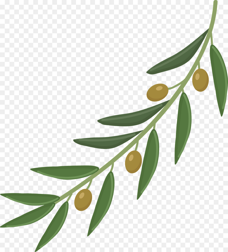 Olive Branch Clipart, Herbs, Tree, Leaf, Plant Png