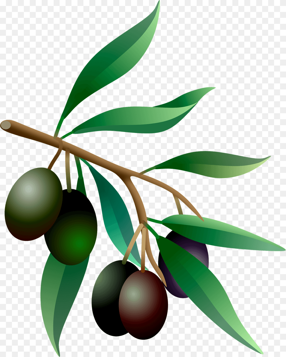 Olive Branch Clipart, Food, Fruit, Plant, Produce Free Png