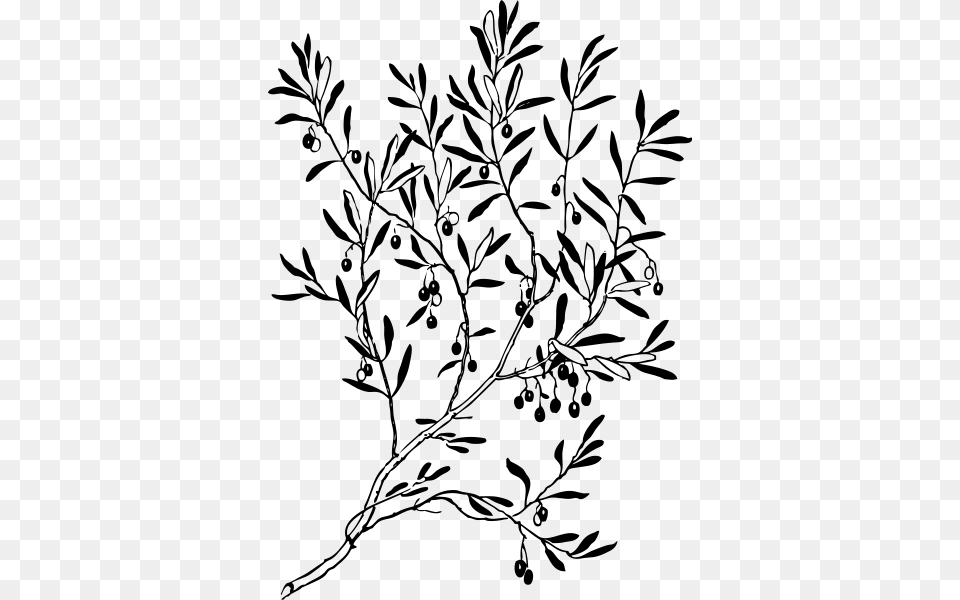 Olive Branch Clipart For Web, Gray Free Png