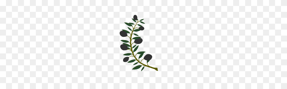 Olive Branch Clipart Image Group, Tree, Plant, Leaf, Herbal Free Png Download