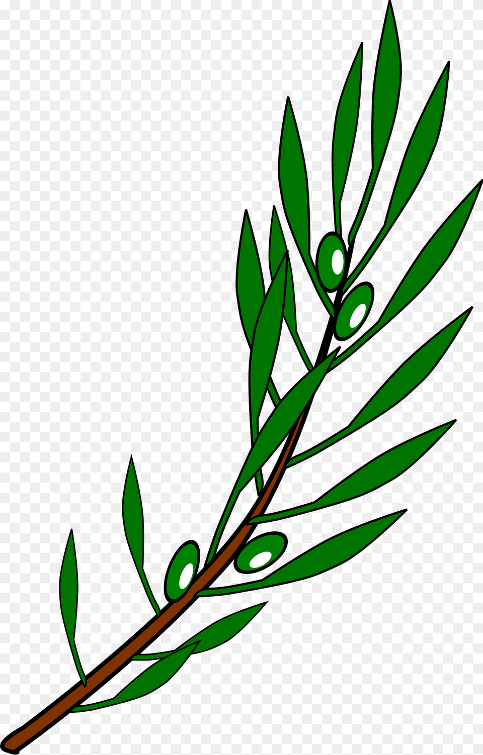 Olive Branch Drawing Clipart, Vegetation, Green, Plant, Leaf Free Transparent Png