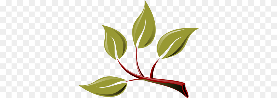 Olive Branch Drawing Download, Herbal, Herbs, Leaf, Plant Free Png