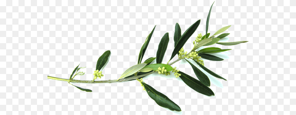 Olive Branch Flower Clip Art Olive Tree Branch, Herbs, Bud, Grass, Herbal Free Png