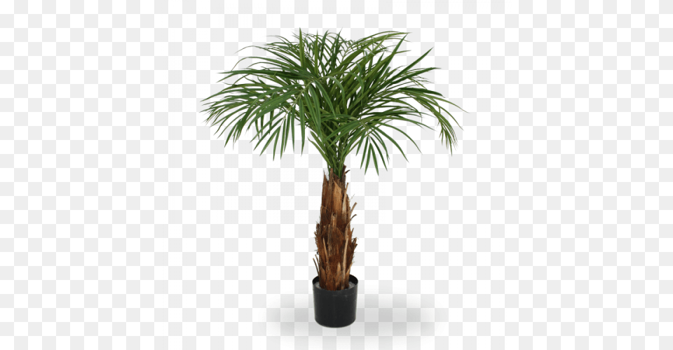 Olive Branch In Vase, Palm Tree, Plant, Tree, Potted Plant Png