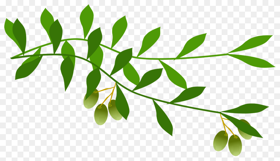 Olive Branch Leaf Laurel Wreath Tree, Herbs, Plant, Green, Herbal Free Transparent Png