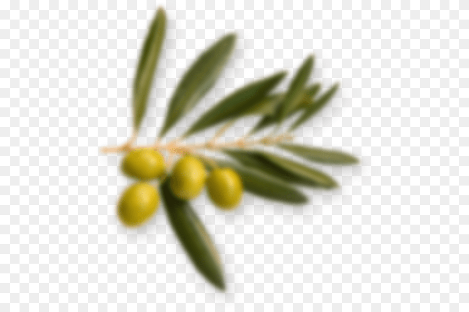 Olive Branch Ledum, Conifer, Leaf, Plant, Tree Free Transparent Png