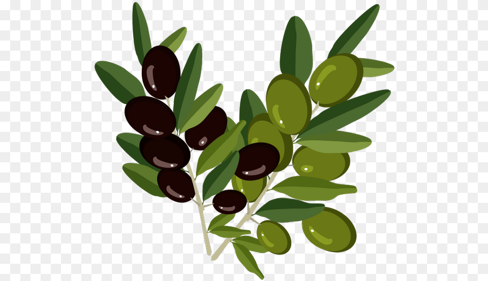 Olive Branch Olive Oil Olive Oil Bottle Sticker, Leaf, Plant, Food, Fruit Free Transparent Png