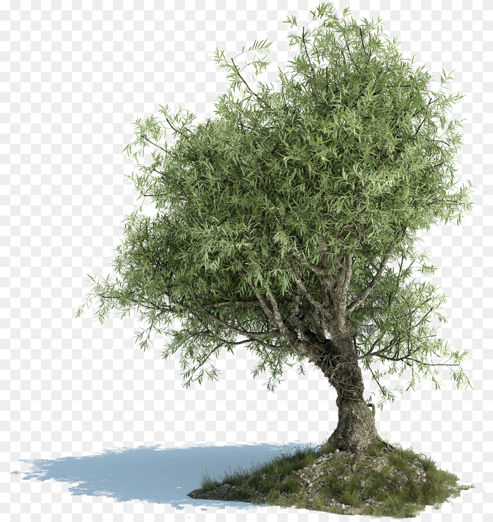 Olive Branch Olive Tree, Oak, Plant, Potted Plant, Sycamore Png