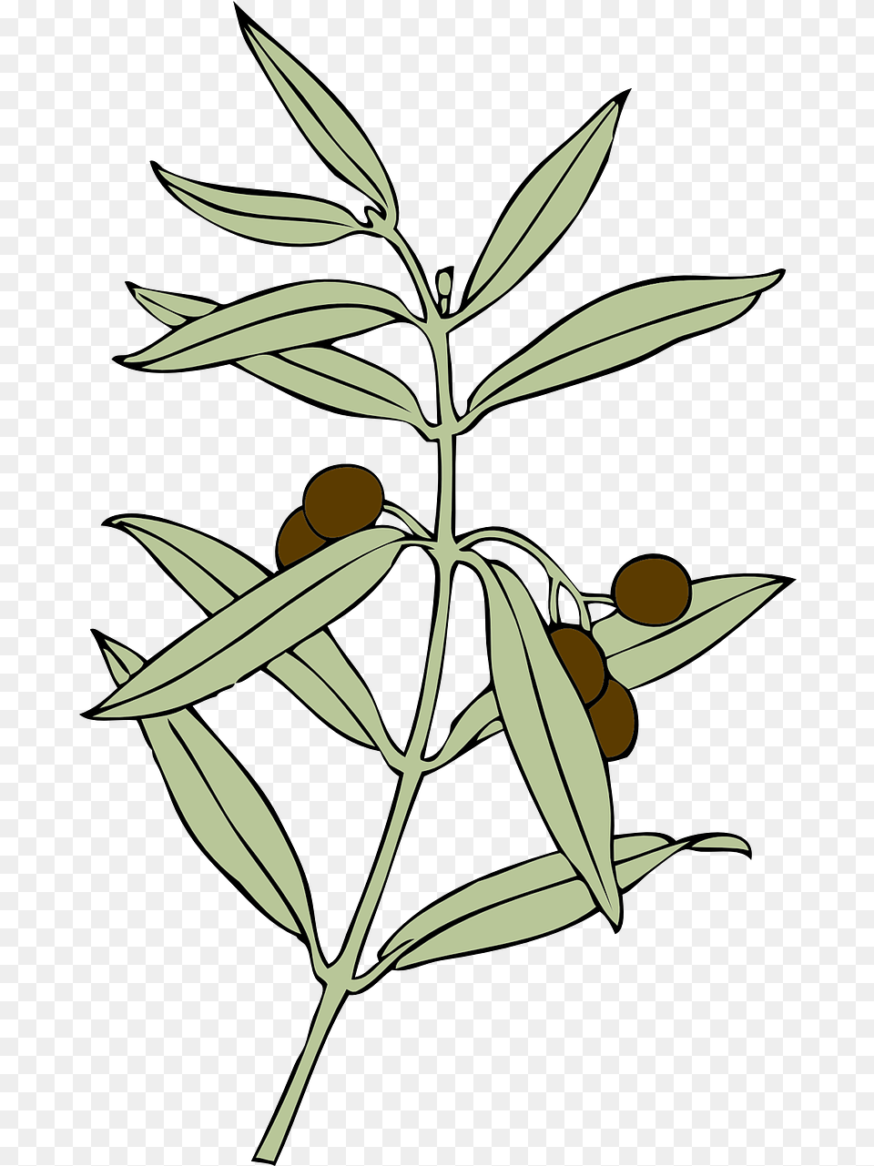 Olive Branch Olives Symbol Vector Graphic On Pixabay Olive Branch Peace Offering, Plant, Herbal, Herbs, Leaf Png Image
