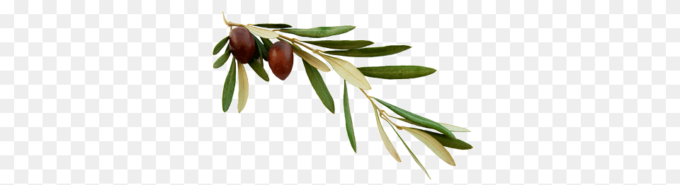 Olive Branch One New Man Bible, Leaf, Plant, Tree, Food Png