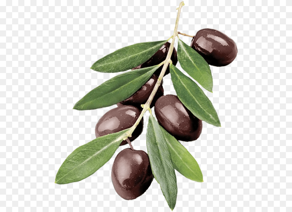 Olive Branch Picture Olive Tree Branch, Leaf, Plant, Food, Fruit Free Png