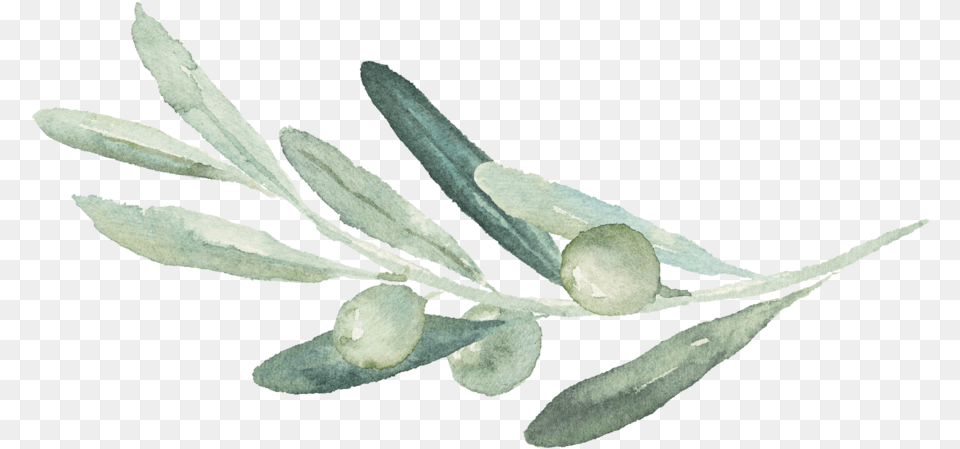 Olive Branch Picture Olive Branch Transparent Background, Leaf, Plant, Animal, Insect Free Png Download