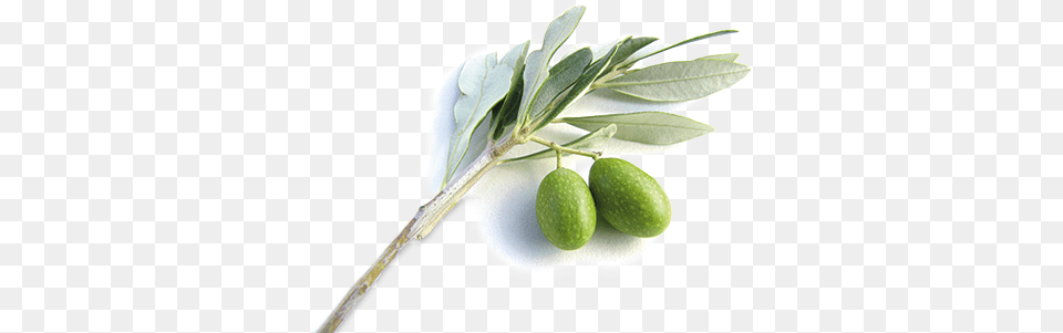 Olive Branch The Trumpet Meaning Of Olive Tree, Leaf, Plant, Food, Fruit Png Image