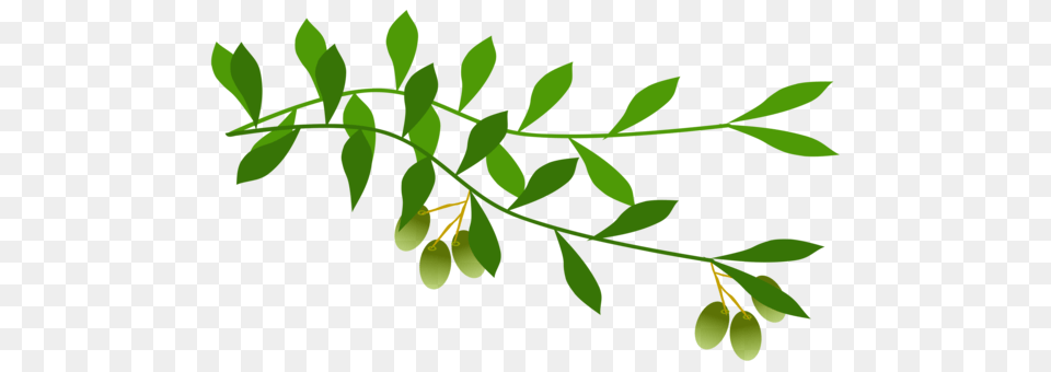 Olive Branch Tree Laurel Wreath, Flower, Herbal, Herbs, Leaf Png Image