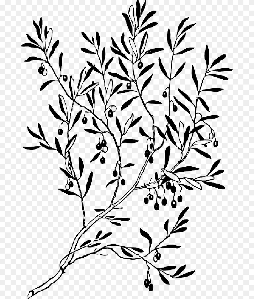 Olive Branch Vector Graphics Clip Art Silhouette Olive Tree Clipart Black And White, Floral Design, Pattern, Stencil, Drawing Png
