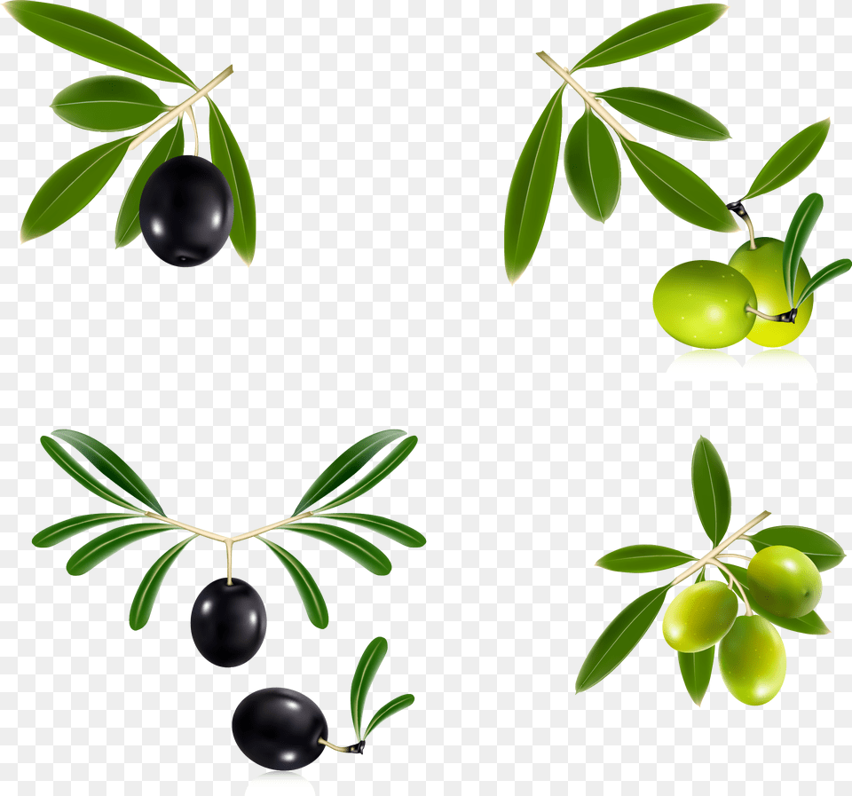 Olive Branch Wreath For On Mbtskoudsalg Vector Olive, Food, Fruit, Leaf, Plant Free Png Download