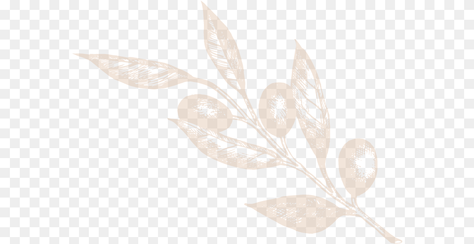Olive Branches, Plant, Leaf, Art, Graphics Free Png Download