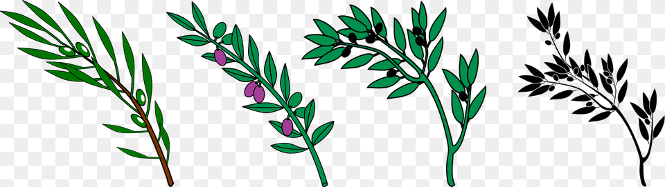 Olive Branches Clipart, Vegetation, Plant, Herbs, Herbal Png Image