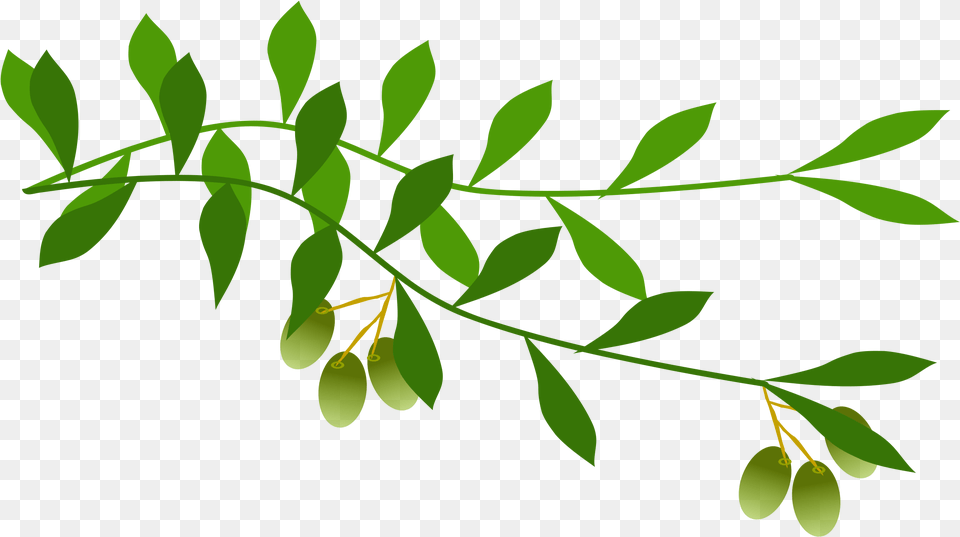 Olive Branches Olive Branch Clip Art, Herbs, Plant, Green, Herbal Free Transparent Png