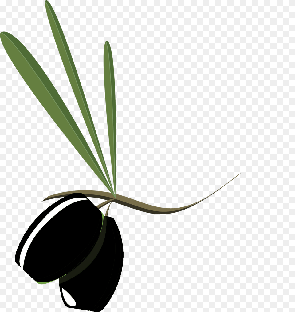 Olive Clipart Hair Oil, Leaf, Plant, Flower, Potted Plant Png Image