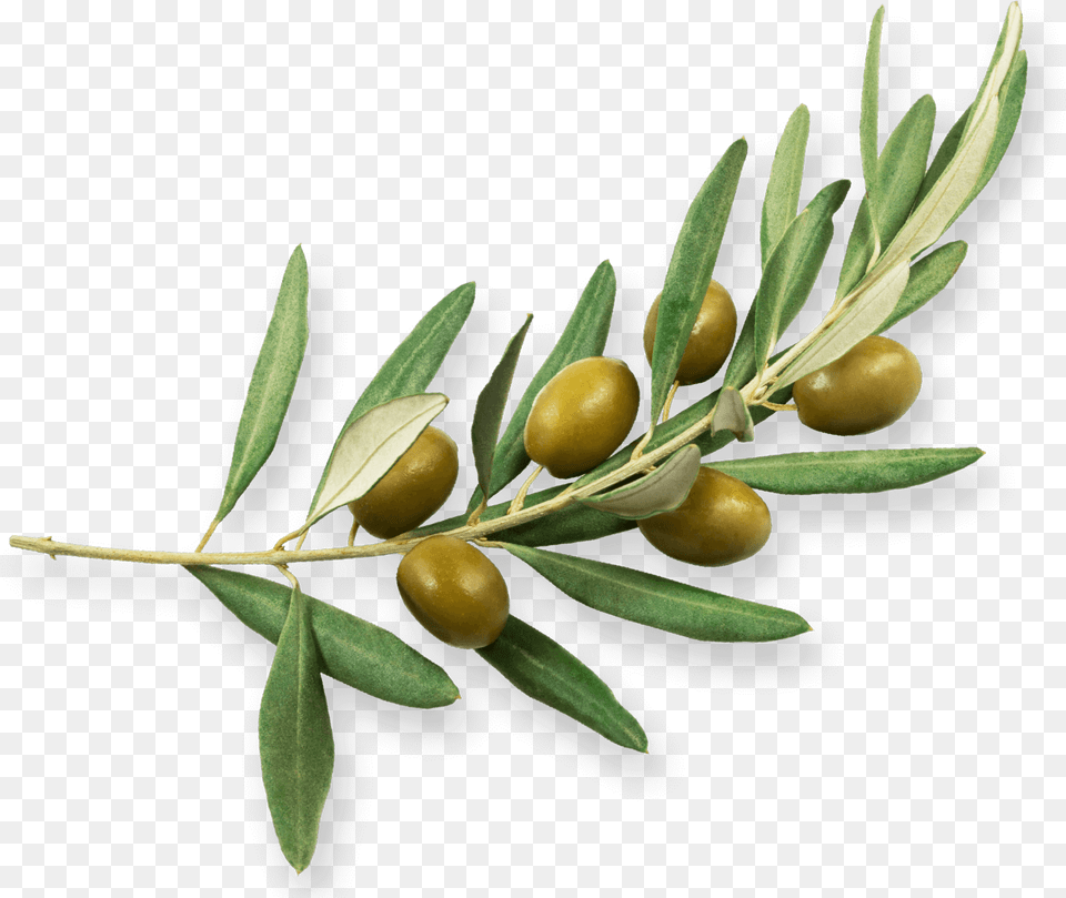 Olive Family Rama De Olivo, Leaf, Tree, Plant, Herbal Png Image