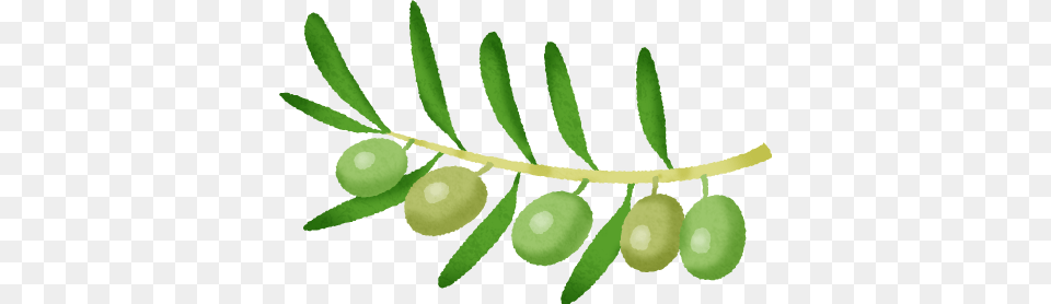 Olive Free Clipart Illustrations, Plant, Leaf, Produce, Tree Png