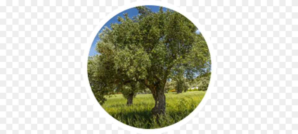 Olive Grass, Plant, Tree Trunk, Tree, Oak Free Png