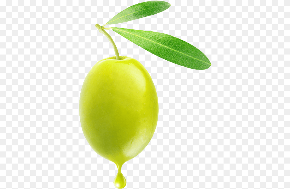 Olive Green Olive Stickers, Food, Fruit, Leaf, Plant Free Transparent Png