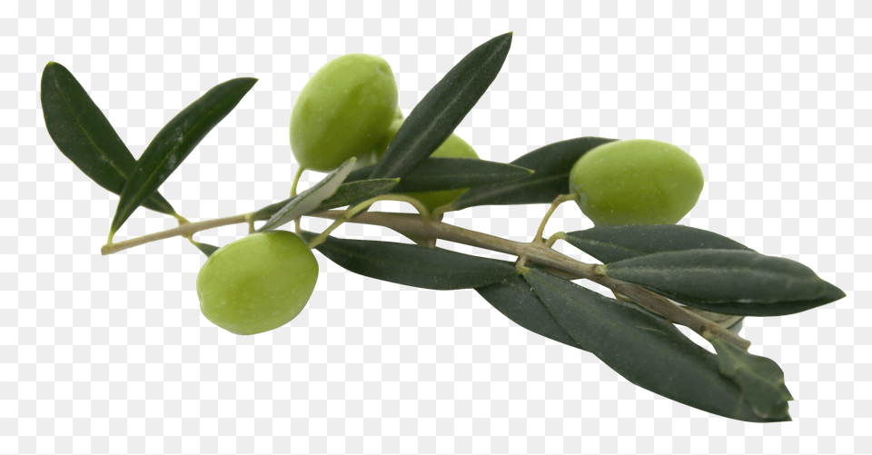 Olive Image, Leaf, Plant, Food, Fruit Free Png