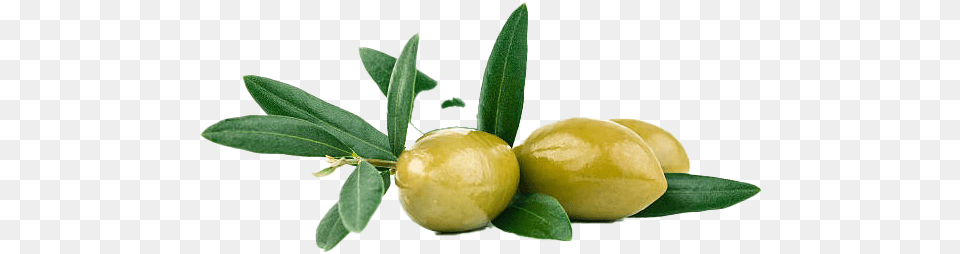 Olive Image Olive, Leaf, Plant, Food, Fruit Free Png