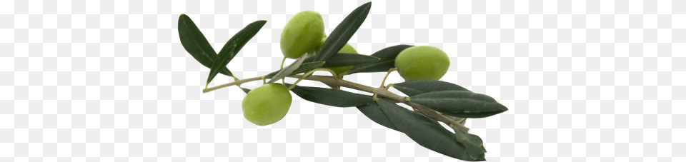 Olive Image Olive, Leaf, Plant, Food, Fruit Free Transparent Png