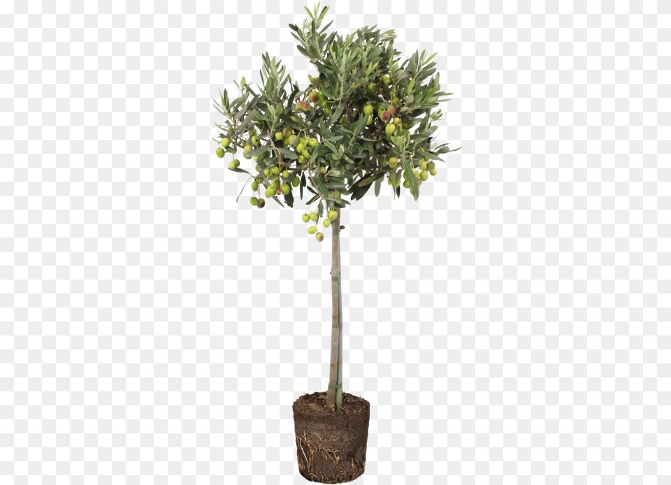 Olive Indoor Tree In Pot, Plant, Potted Plant, Leaf Free Png Download