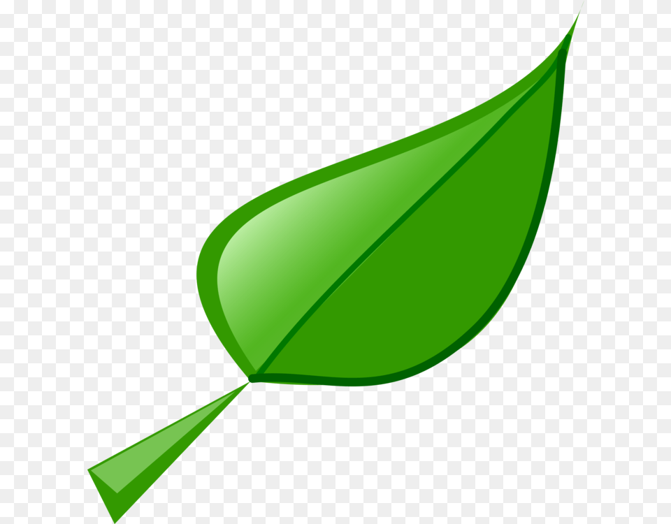 Olive Leaf Drawing Cartoon, Green, Plant, Herbal, Herbs Png