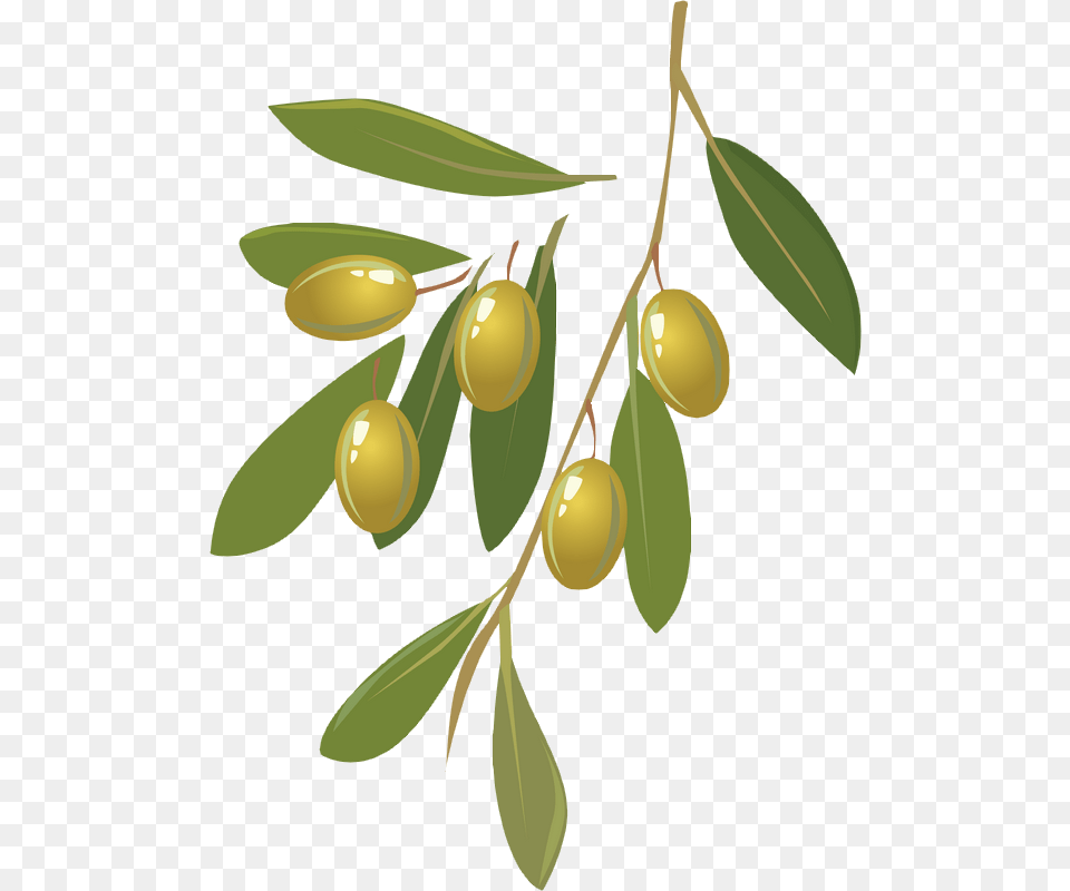 Olive Oil, Leaf, Plant, Herbal, Herbs Free Png
