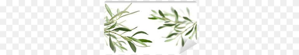 Olive Oil, Herbal, Herbs, Leaf, Plant Png Image