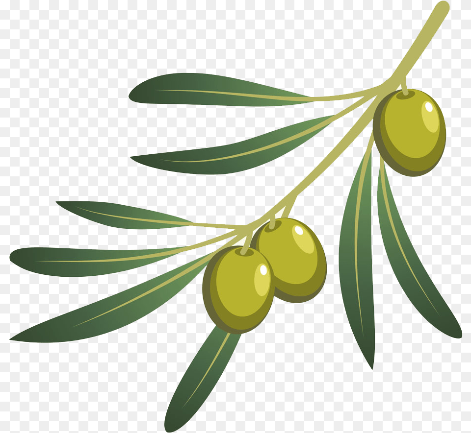Olive Oil Branch Oil Olive Branche, Plant, Leaf, Tree, Blade Png Image