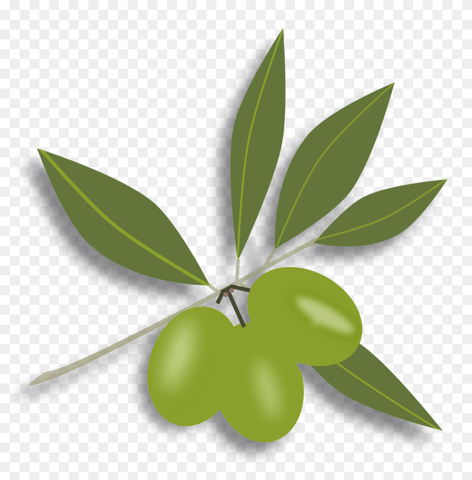 Olive Oil Clipart, Plant, Leaf, Fruit, Produce Free Png Download